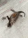 Sculpture_en_bronze_l_zard.webp