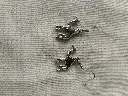 boucles_d_oreilles_argent_pur.webp