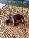 Sculpture_d_hippopotame_en_bois.webp